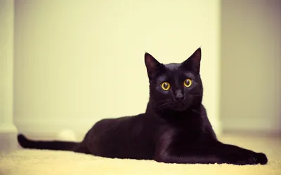 Black Cat Lying on a Cream Carpet HD Wallpaper