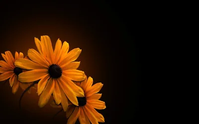 Orange Daisies in the Corner HD Wallpaper