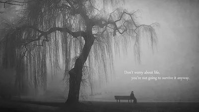 Weeping Willow and Bench in Fog HD Wallpaper