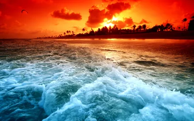 Blazing Orange Sky Behind Palm Silhouettes HD Wallpaper
