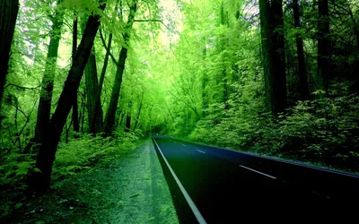 Green Nature Wallpapers