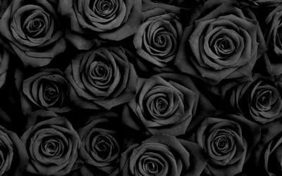 Black Roses Filling the Frame HD Wallpaper