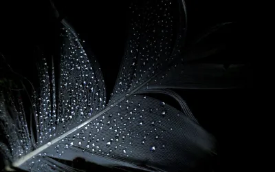 Black and White Feather Wallpapers Black and White Feather