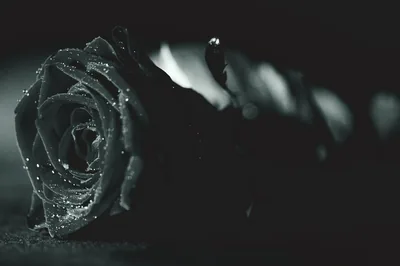 Black Rose 4k Wallpaper Photos, The BEST Free Black Rose 4k