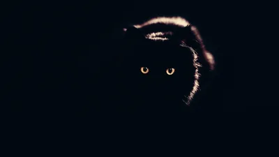 Cat Face Emerging from Black HD Wallpaper