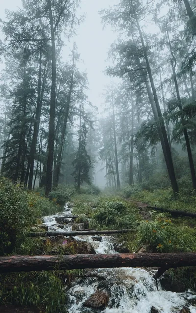 Mountain Stream in a Foggy Pine Forest HD Phone Wallpaper