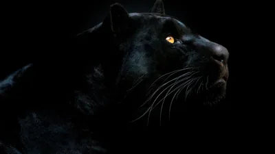 Puma Desktop Wallpapers