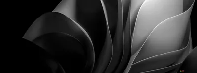 Curled Grey Petals Ultrawide HD Wallpaper