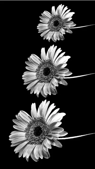 Tumblr Siyah Beyaz Wallpapers