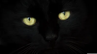 Painted Cat Face with Golden Eyes HD Wallpaper