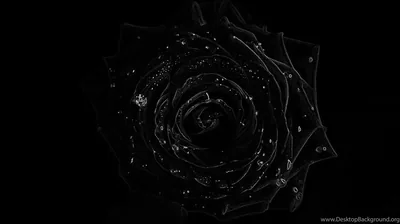 Silver Outlined Rose on Black HD Wallpaper