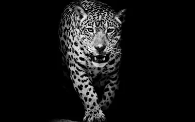 Black Leopard Desktop Widescreen Wallpaper