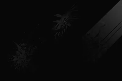 Barely Lit Leaves in Deep Shadow HD Wallpaper