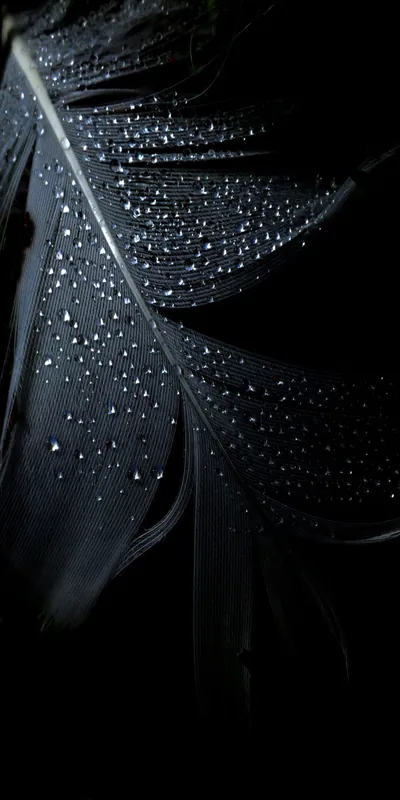 Hd Wallpapers In Black Colour