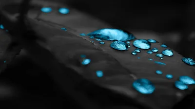 Cyan Water Drops on a Leaf HD Wallpaper