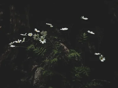 White Wildflowers in a Dark Wood HD Wallpaper