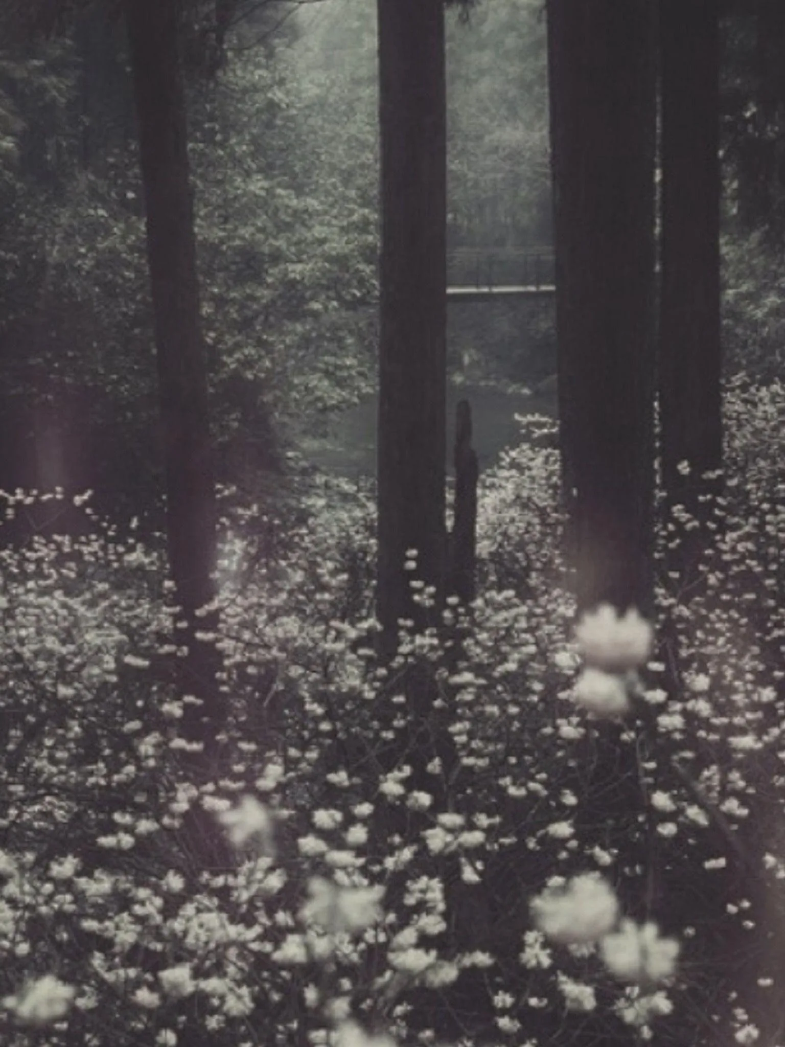 Incomparable dark grunge wallpaper aesthetic You Can