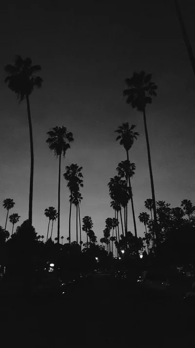Tall Palm Trees Against a Dusk Sky HD Phone Wallpaper