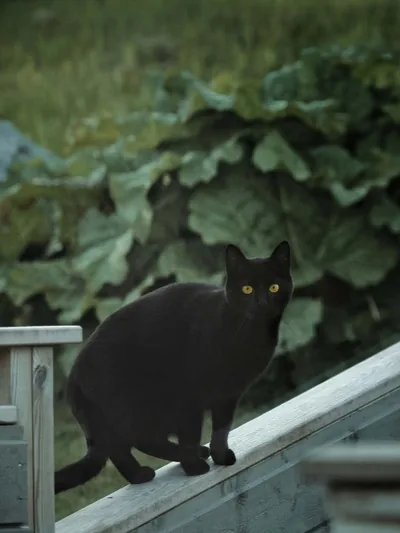 Black Cat Aesthetic Wallpaper