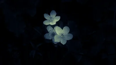 Two Pale Flowers in the Dark HD Wallpaper