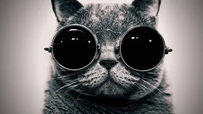 Funny Black Pictures Background HD Wallpaper Linus Tech Tips