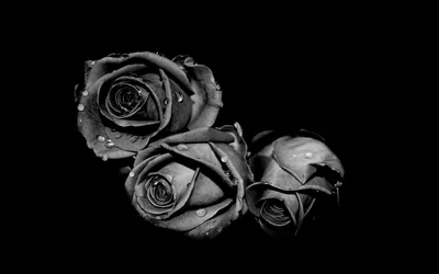 Three Roses with Water Drops HD Wallpaper
