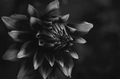 Dahlia Close-Up in Monochrome HD Wallpaper
