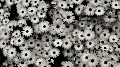 Daisy Field Close-Up in Monochrome HD Wallpaper