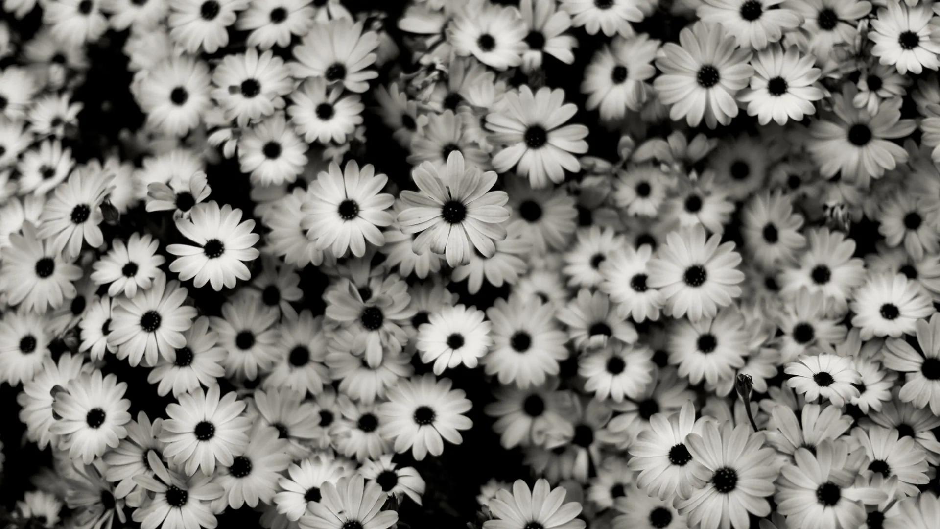 Dozens of daisies fill the frame with no ground visible, dark centres punched out of white petals and the gaps between them nearly black.