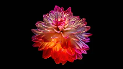 Pink and Orange Dahlia on Black HD Wallpaper