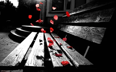 Red Petals Falling on a Grey Bench HD Wallpaper