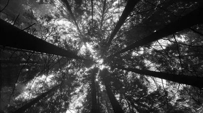 Worm s Eye View Of Trees In The Forest HD Black Aesthetic Wallpapers