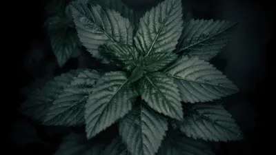Green Leaves from Above in Low Light HD Wallpaper