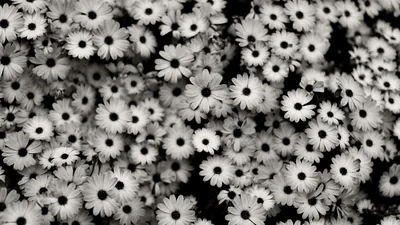 Black And White Floral Backgrounds Tumblr