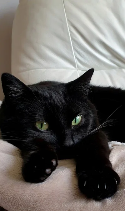 Cute wallpaper black