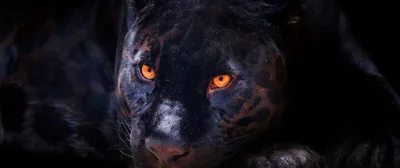 Black Panther Wallpaper 4K, Dark background, Wild, Scary