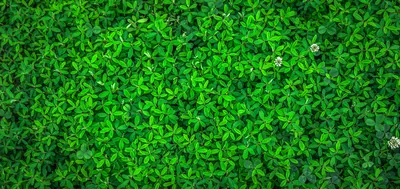 Green Background Wallpaper Hd 4k