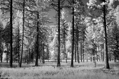 Pine Trunks in Infrared Monochrome HD Wallpaper