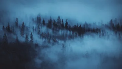 Dark Woods Aesthetic 4K UHD Wallpaper for UltraHD Desktop and TV Widescreen and Ultra