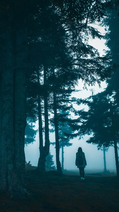 Foggy Pine Forest Walk at Dusk HD Phone Wallpaper