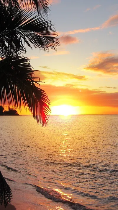 Tropical Beach Framed by Palm Fronds HD Phone Wallpaper