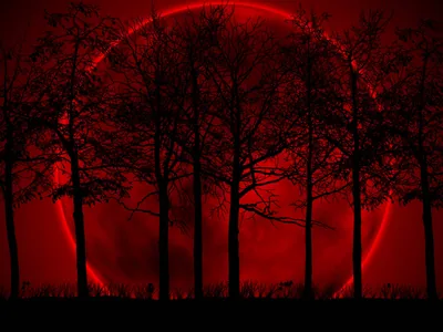 Red Moon Behind Bare Trees HD Wallpaper