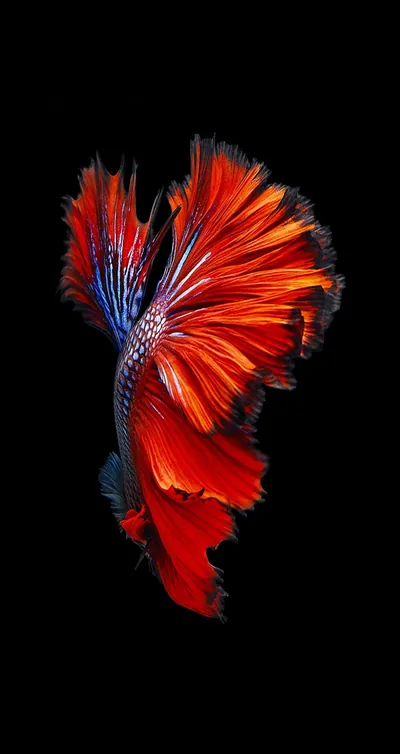 Iphone 6s Default Wallpapers
