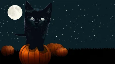 Spooky and Pumpkin under Full Moon HD Halloween Wallpaper
