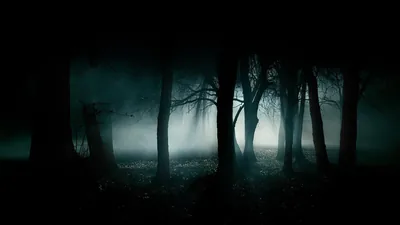 Misty Forest at Night in Teal HD Wallpaper
