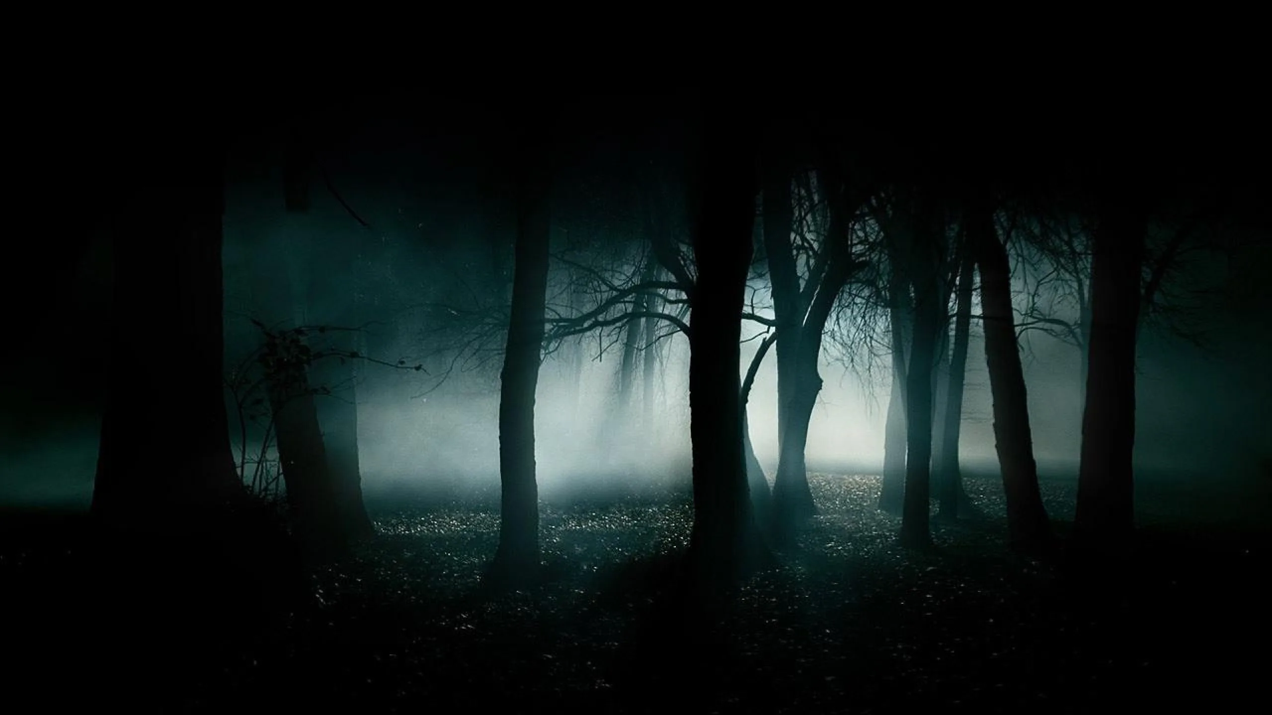 Bare trunks stand in silhouette against cold teal fog, the light pooling in the clearing behind them and never reaching the frame's edges.