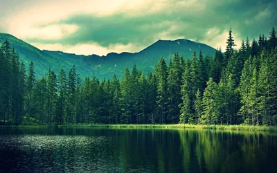 Evergreens Reflected in a Mountain Lake HD Wallpaper