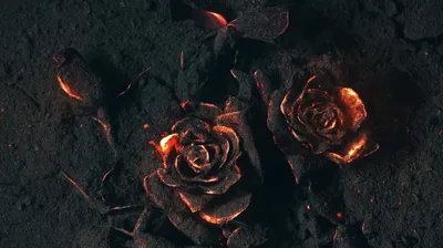 Black Roses Wallpaper Desktop Background