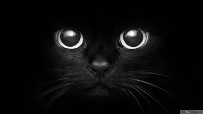 Wide Cat Eyes in Black and White HD Wallpaper