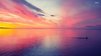 Swimmer Alone in a Pastel Sea HD Wallpaper